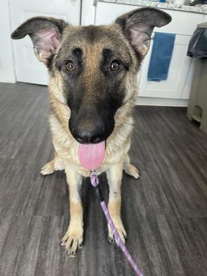 Dolly, German Shepherd Dog, young, available for adoption