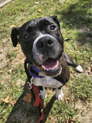 Lizzie, Boxer / American Bulldog, adult, available for adoption