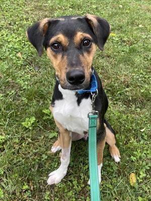 Morty, Beagle / Foxhound, young, available for adoption