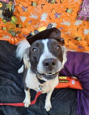 Hannah, Border Collie / Staffordshire Bull Terrier, senior, available for adoption