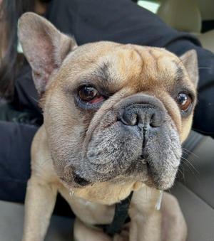 Petey, French Bulldog, adult, available for adoption