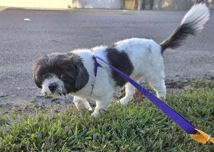 A small black and white dog on a purple leash walking on grass.
