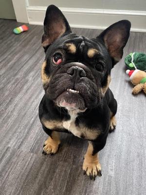 Alaska, French Bulldog, adult, available for adoption