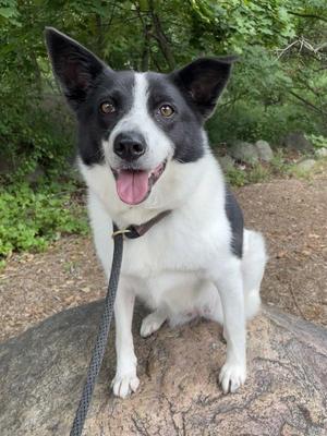Eliza, Border Collie / Shiba Inu, adult, available for adoption