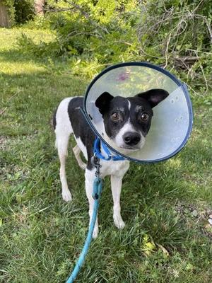 Dice, Rat Terrier, adult, available for adoption