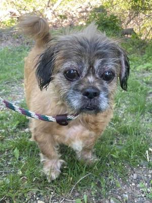 A small, scruffy, tan and grey dog with large eyes stands on grass, wearing a leash.