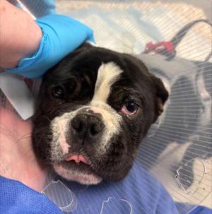 Sheba, French Bulldog / English Bulldog, young, available for adoption
