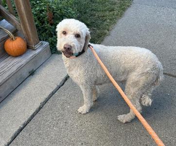 A white, curly-haired dog on a leash standing on a sidewalk.