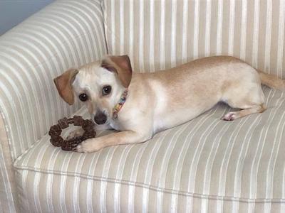 a dog laying on a couch