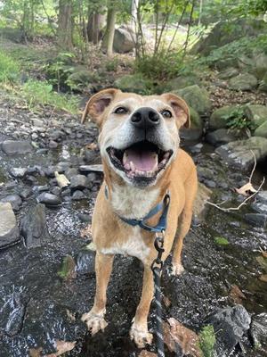 Charlie Bear, Labrador Retriever / Boxer, senior, available for adoption
