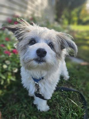 Rocco, Schnauzer / American Eskimo Dog, adult, available for adoption