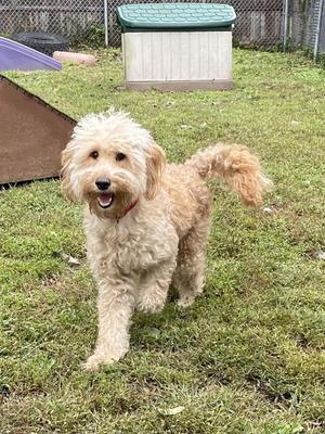 A fluffy, light-colored dog with a red collar is walking on a grassy lawn. In the background, there is a green and white dog house and a purple ramp.