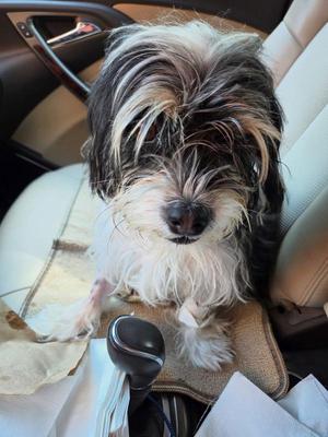 Jewel, Shih Tzu / Dachshund, adult, available for adoption