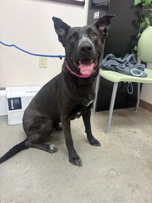 Daphne, Labrador Retriever/Mix, available for adoption