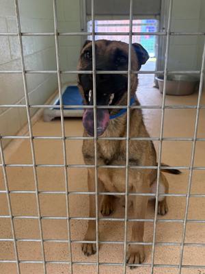 Coney, Shepherd/Mix, available for adoption