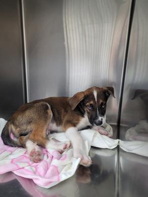 Chocolate, Shepherd/Mix, available for adoption