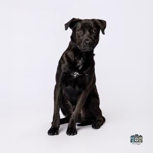 Kairos, Labrador Retriever/Mix, available for adoption