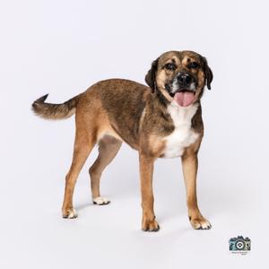 Jingles, Shepherd/Mix, available for adoption
