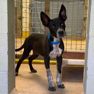 Cheddar, Belgian Shepherd Malinois/Mix, available for adoption