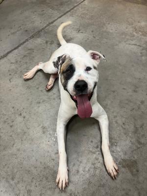 A white dog with black and brown markings on its face and ears, lying on a concrete surface with its tongue out.