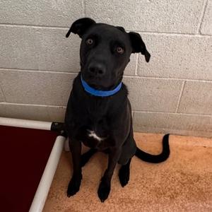 Diesel, Labrador Retriever/Mix, available for adoption