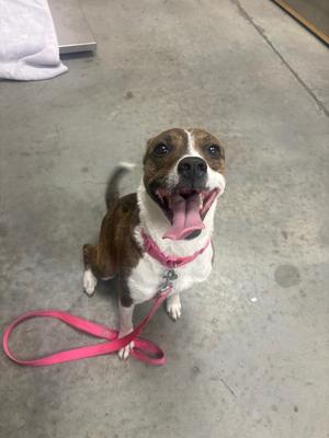 Bailey, Rat Terrier/Mix, available for adoption
