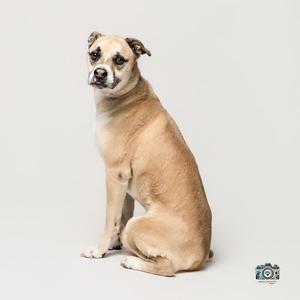 Hemi, Boxer/Mix, available for adoption