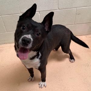 Forrest, Boston Terrier/Heeler, available for adoption
