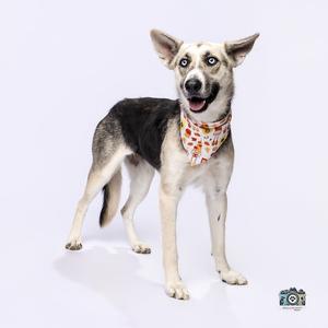 A black and white dog with blue eyes wearing a bandana, standing on a white background.