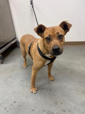 Canela, Shepherd/Mix, available for adoption