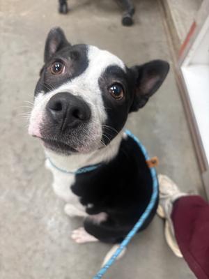 Auto, Boston Terrier/Mix, available for adoption
