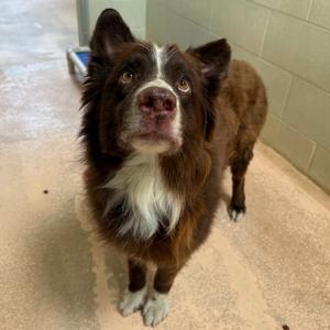 Beau, Australian Shepherd/Mix, available for adoption