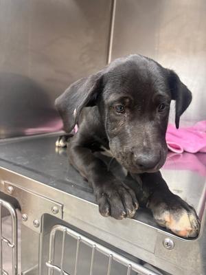 Heart, Pit Bull Terrier/Mix, available for adoption