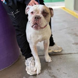 Bentley, Bullmastiff/Mix, available for adoption
