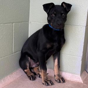 Big, Shepherd/Mix, available for adoption