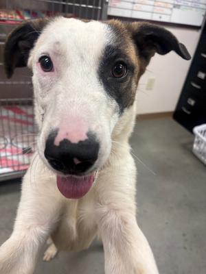 Hobie, Shepherd/Mix, available for adoption
