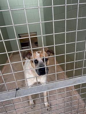 Chelsea, Australian Cattle Dog/Mix, available for adoption