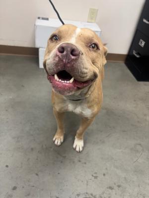 Berry, Pit Bull Terrier/Mix, available for adoption