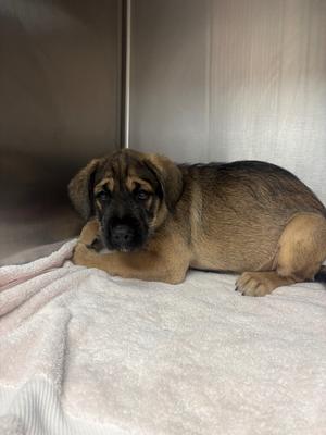 Corky, Terrier/Mix, available for adoption