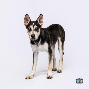 Dustin, Husky/Mix, available for adoption