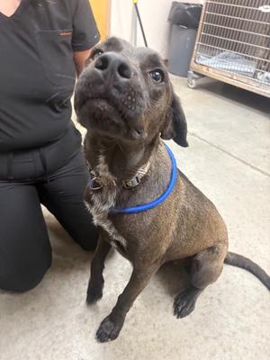 Jaxon, Labrador Retriever/Mix, available for adoption