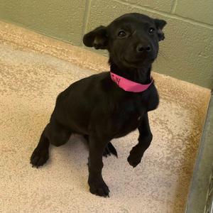 Cheyanne, Shepherd/Mix, available for adoption
