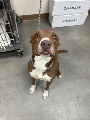 Hazel, Pit Bull Terrier/Mix, available for adoption