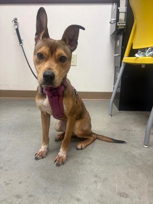 Demi, Pit Bull Terrier/Mix, available for adoption