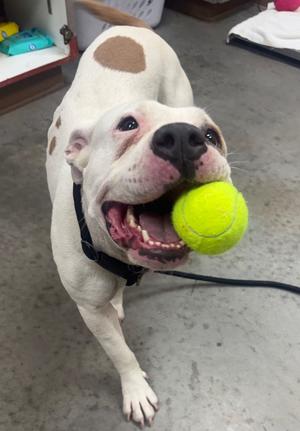 Codi, American Staffordshire Terrier, available for adoption