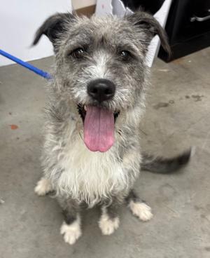 a gray and white dog with a pink tongue sticking out