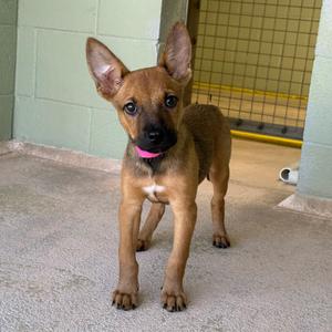 Humongous, Shepherd/Mix, available for adoption