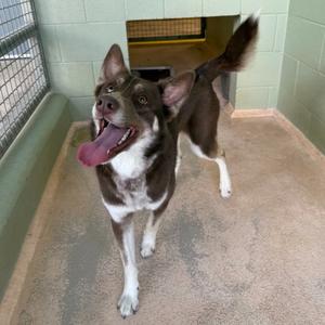 Casper, Siberian Husky/Mix, available for adoption