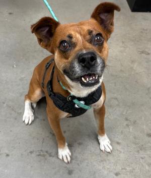 Emmett, Pug/Mix, available for adoption