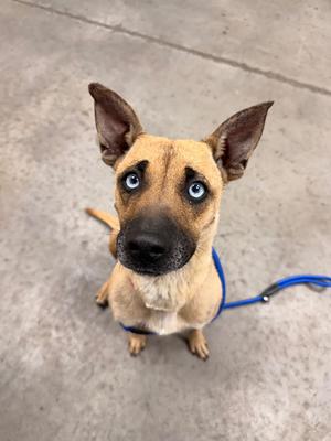 Brissa, Shepherd/Mix, available for adoption